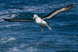 sobrancelha negra albatroz dentro australasia foto