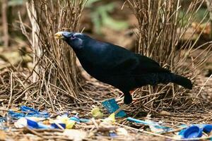 cetim Bowerbird dentro Austrália foto