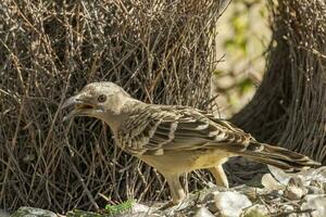 ótimo Bowerbird dentro Austrália foto