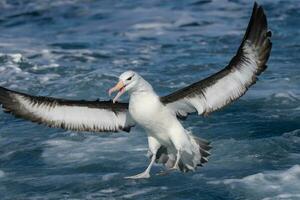 sobrancelha negra albatroz dentro australasia foto