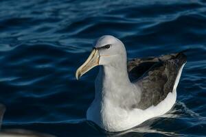 de salvin mollymawk albatroz foto