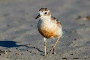 Novo zelândia dotterel foto