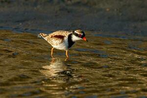 de frente negra dotterel dentro australasia foto