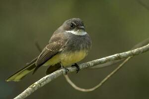 piwakawaka Novo zelândia fantail foto