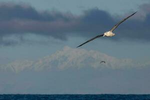 albatroz real do norte foto