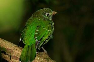 verde catbird dentro Austrália foto