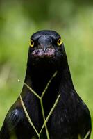 malhado currawong dentro Austrália foto