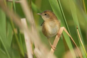 cabeça de ouro cisticola dentro Austrália foto