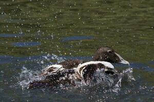 comum eider dentro Inglaterra foto