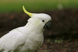 com crista de enxofre cacatua dentro Austrália foto