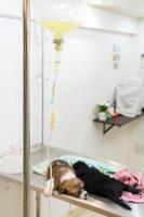 Doença filhote cachorro thai bangkaew na mesa de operação e solução salina