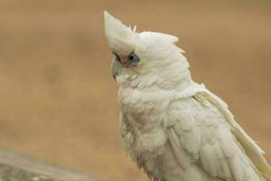 pequeno Corella dentro Austrália foto