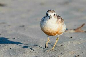 Novo zelândia dotterel foto