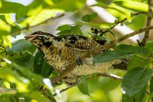 pacífico koel dentro Austrália foto