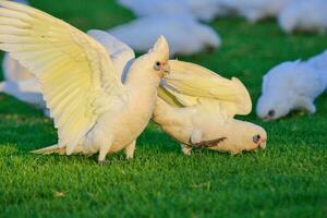 pequeno Corella dentro Austrália foto