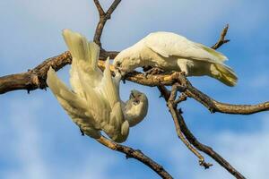 pequeno Corella dentro Austrália foto