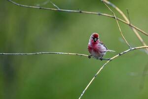 comum redpoll dentro australasia foto