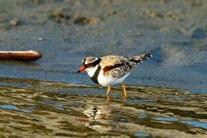 de frente negra dotterel dentro australasia foto