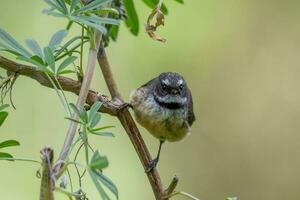 piwakawaka Novo zelândia fantail foto