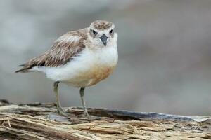 Novo zelândia dotterel foto