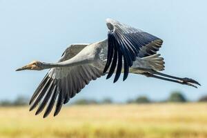 brolga guindaste dentro Austrália foto