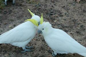 com crista de enxofre cacatua dentro Austrália foto