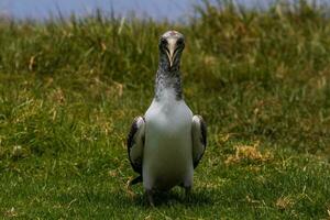 mascarado booby dentro Austrália foto