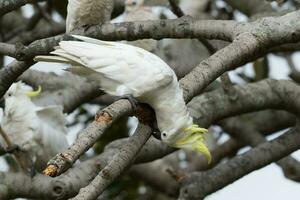 com crista de enxofre cacatua dentro Austrália foto