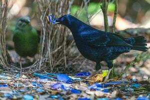 cetim Bowerbird dentro Austrália foto