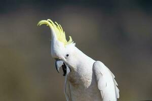 com crista de enxofre cacatua dentro Austrália foto