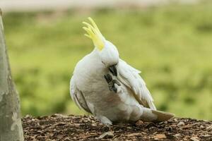 com crista de enxofre cacatua dentro Austrália foto