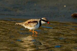 de frente negra dotterel dentro australasia foto