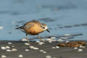 Novo zelândia dotterel foto