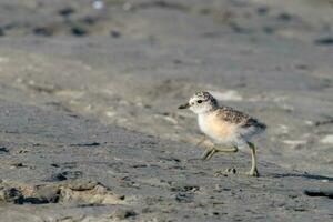 Novo zelândia dotterel foto