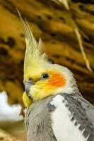 calopsita dentro Austrália foto