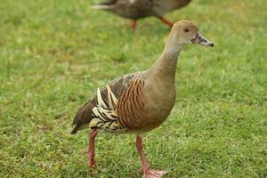 emplumado assobio Pato foto