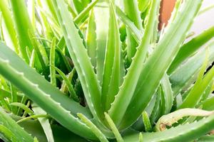 aloe vera em uma panela foto