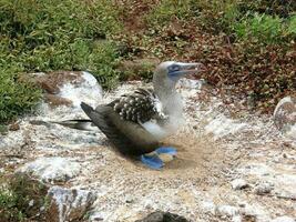 Castanho booby dentro Queensland Austrália foto