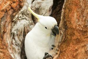 com crista de enxofre cacatua dentro Austrália foto