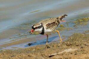 de frente negra dotterel dentro australasia foto