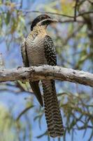 pacífico koel dentro Austrália foto