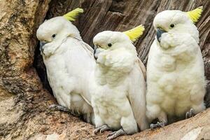 com crista de enxofre cacatua dentro Austrália foto