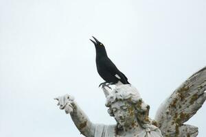 malhado currawong dentro Austrália foto