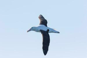 albatroz real do norte foto