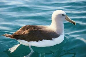 de salvin mollymawk albatroz foto