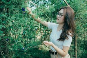 lindo ásia mulher vestindo óculos e uma branco camisa segurando uma vime cesta em pé dentro a jardim colheita clitoria ternatea ou fresco borboleta ervilha flor dentro a manhã. foto