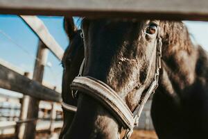 em uma cavalo fazenda, seleção e Reprodução do cavalos para equitação e corrida foto