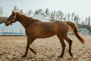 em uma cavalo fazenda, seleção e Reprodução do cavalos para equitação e corrida foto