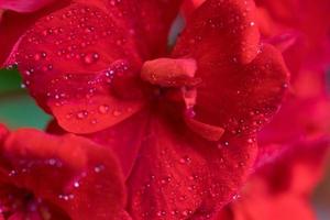 flor gerânio vermelho em macro com gotas de orvalho foto