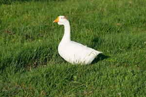 ganso branco com patos jovens na grama verde foto
